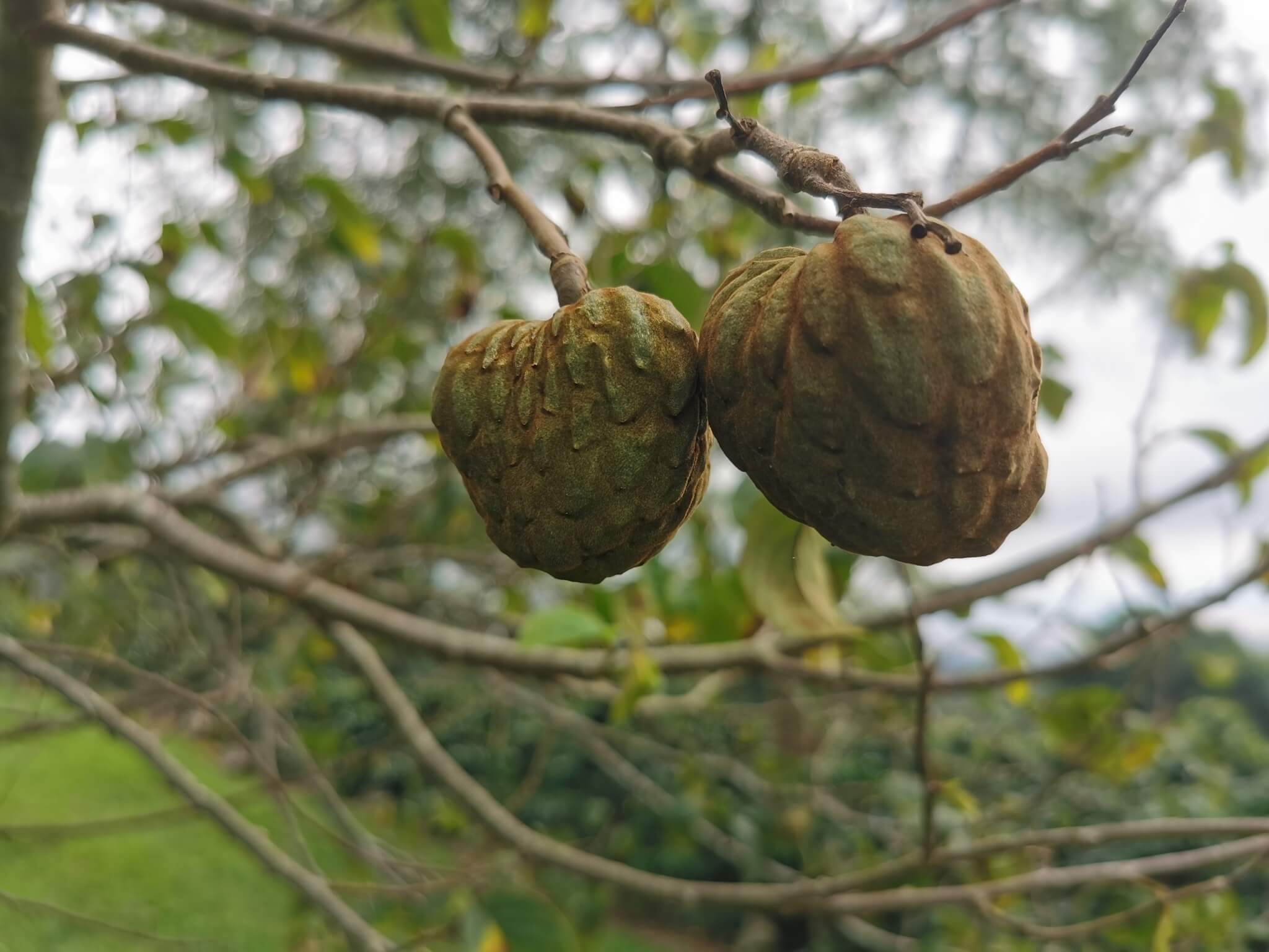 Annona cherimola